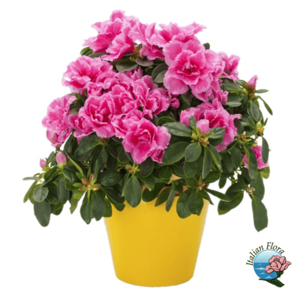 Azaleas Plant