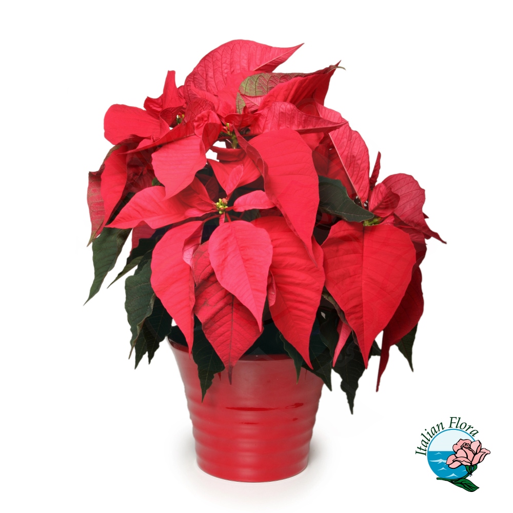 Red poinsettia