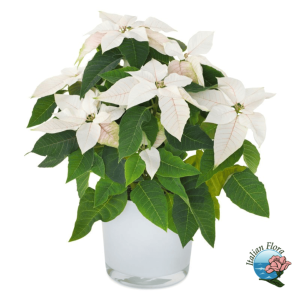 White Poinsettia