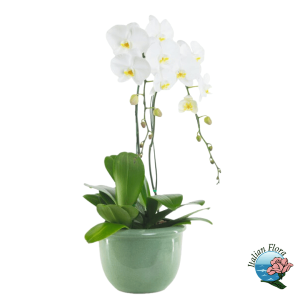 White orchid plant