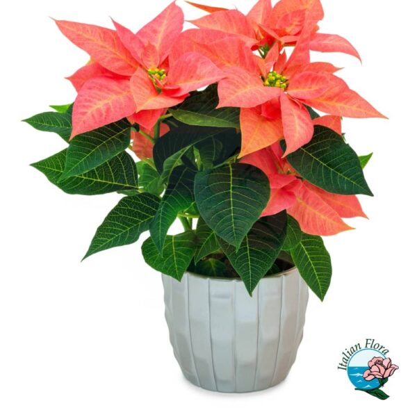 Pink Poinsettia