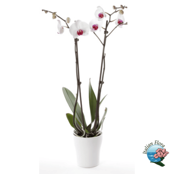 White Orchid Plant with Purple heart