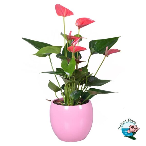 Plant of Pink Anthurium