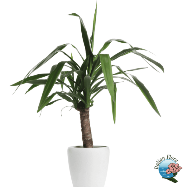 Dracaena