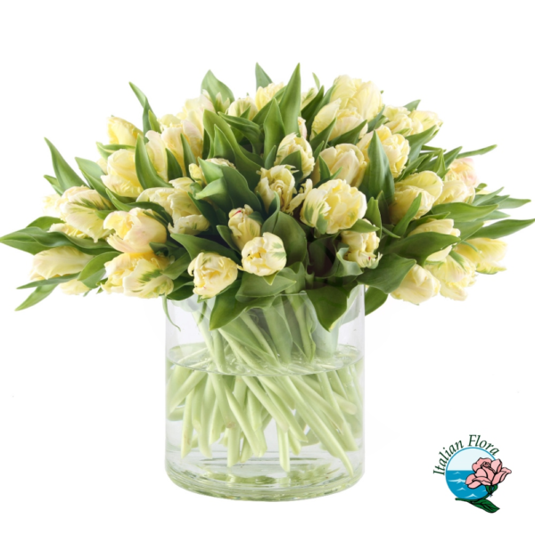 bouquet of 50 white tulips