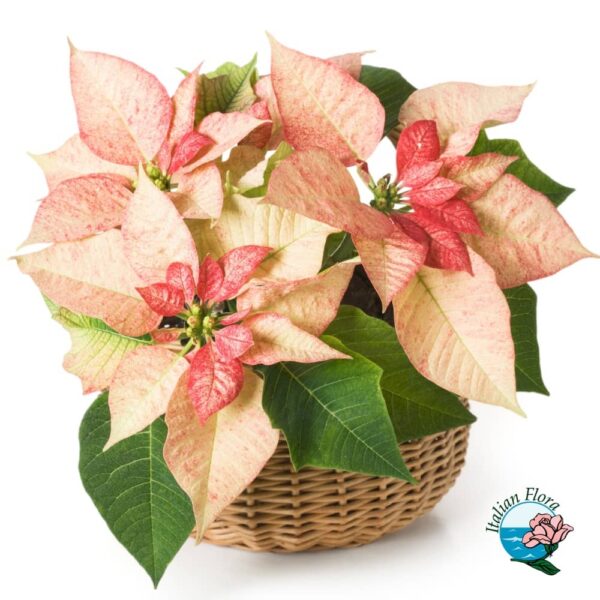 Arrangement of Pink Poinsettias in Basket