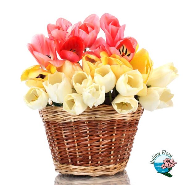 Basket of White Yellow and Pink Tulips