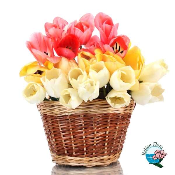 basket of white yellow and pink tulips