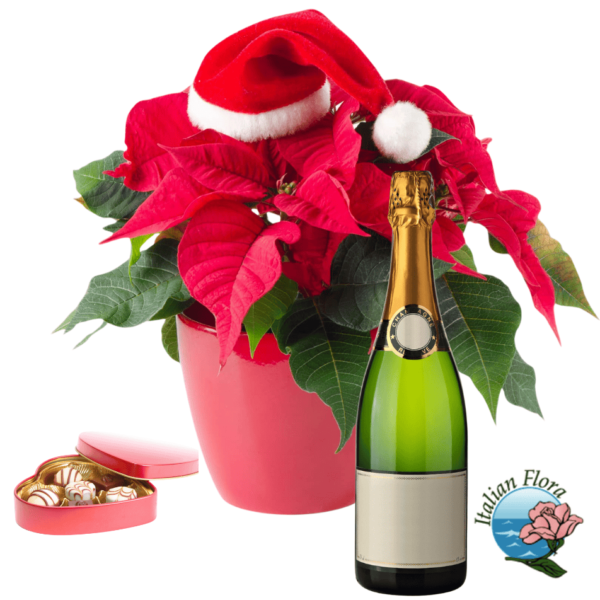 Christmas Red Poinsettia with chocolate and sparkling wine