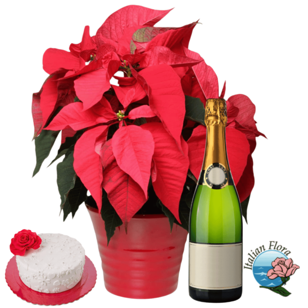 Red poinsettia with cake and sparkling wine