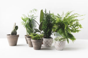 send green plants online